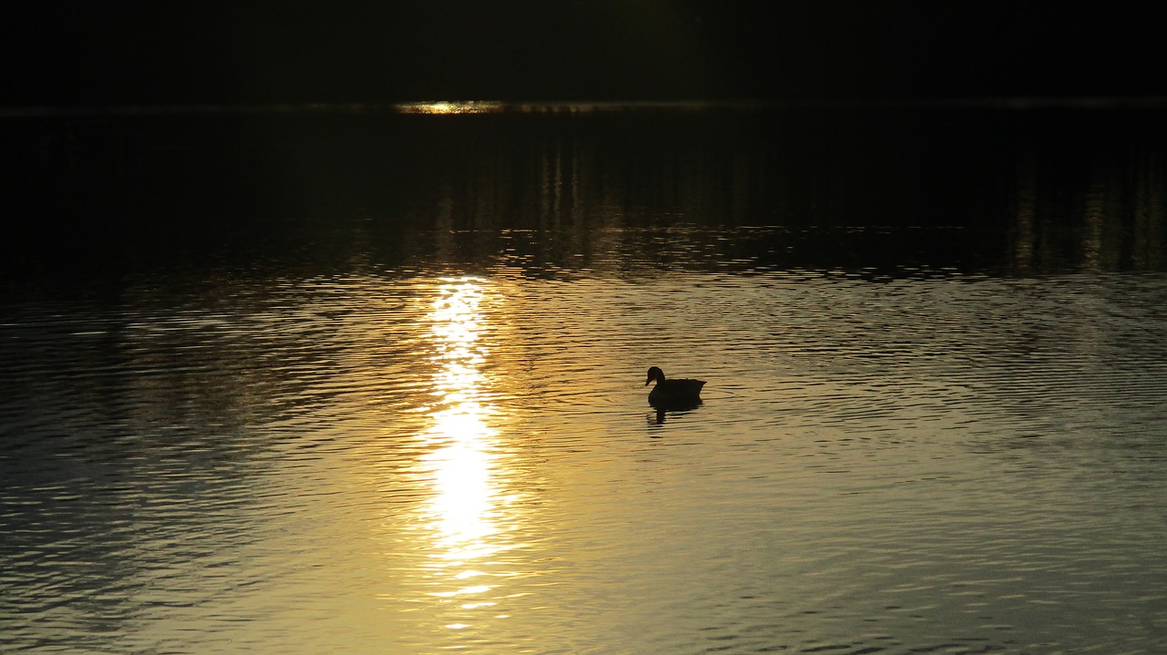 Image - lake sunset landscape evening duck