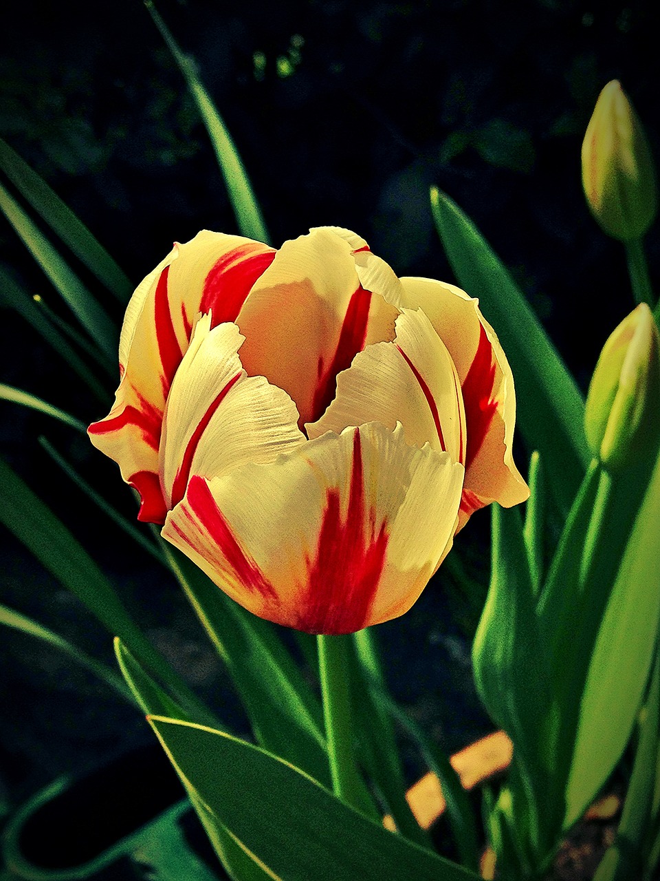 Image - tulip flower floral spring nature