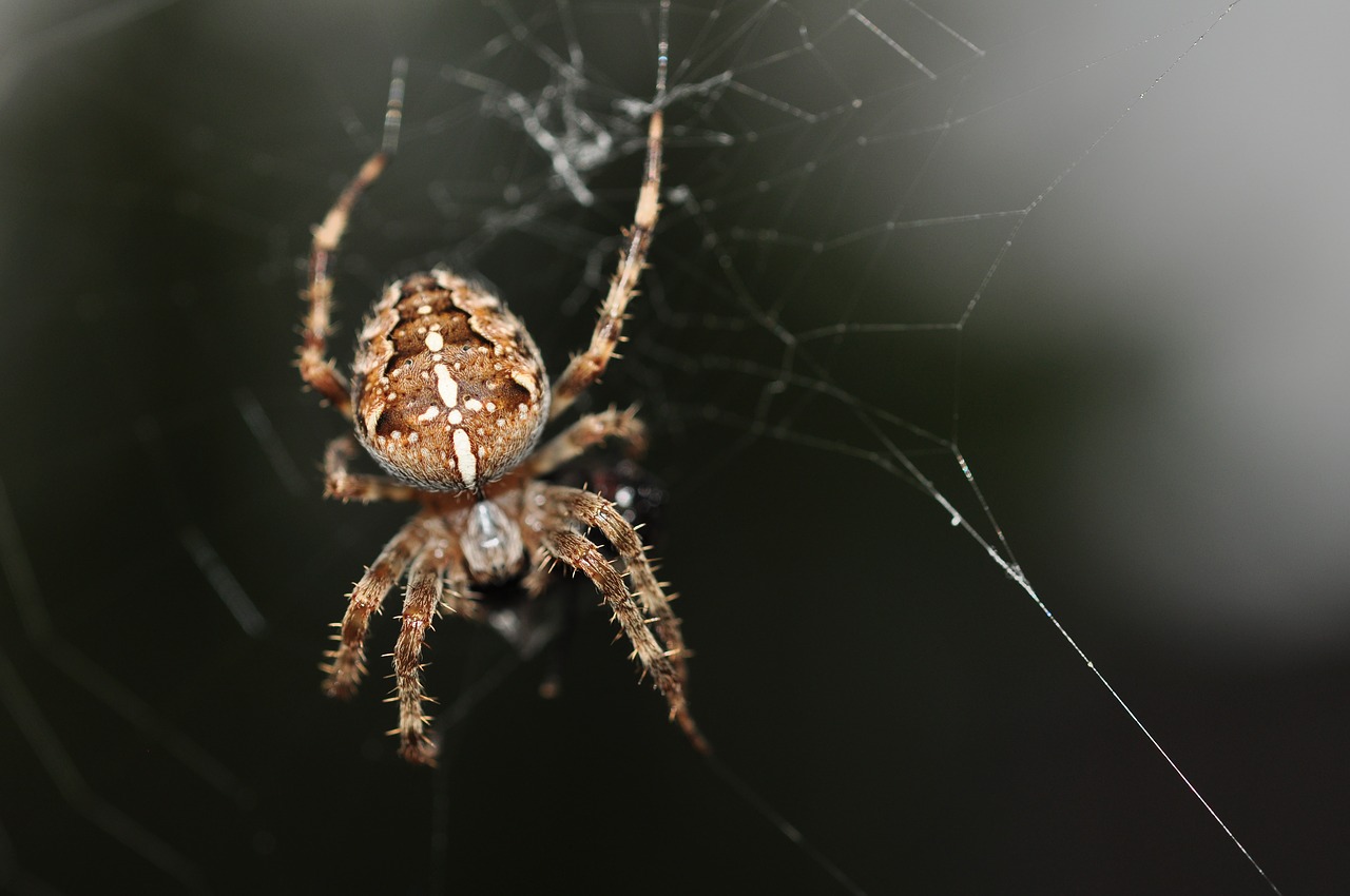 Image - spider brown animal cross wildlife