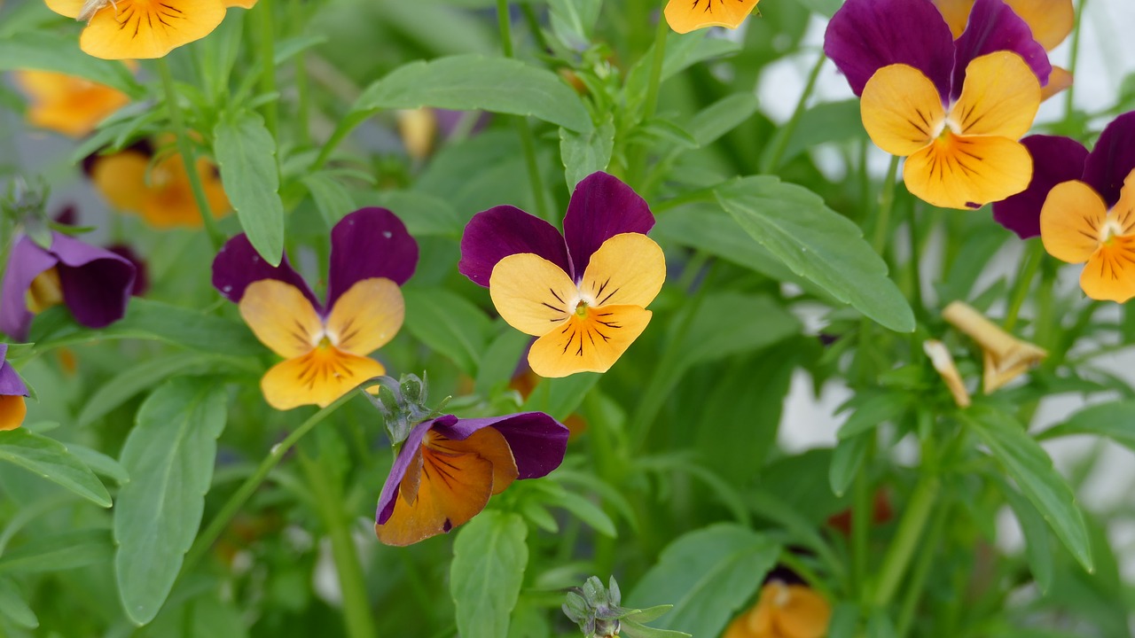 Image - pansy garden garden pansy yellow