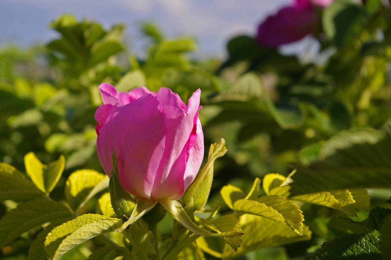 Image - wild rose baby rose potato rose