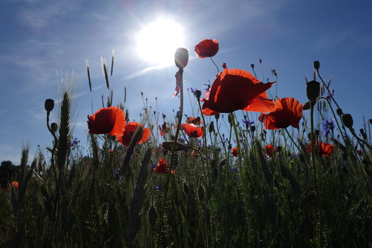 Image - poppies meadow the sun clearance