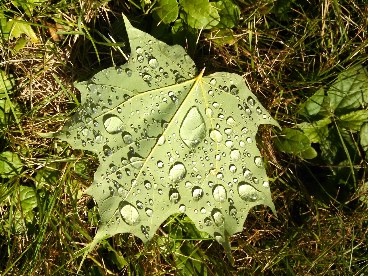 Image - leaf water droplets magnification