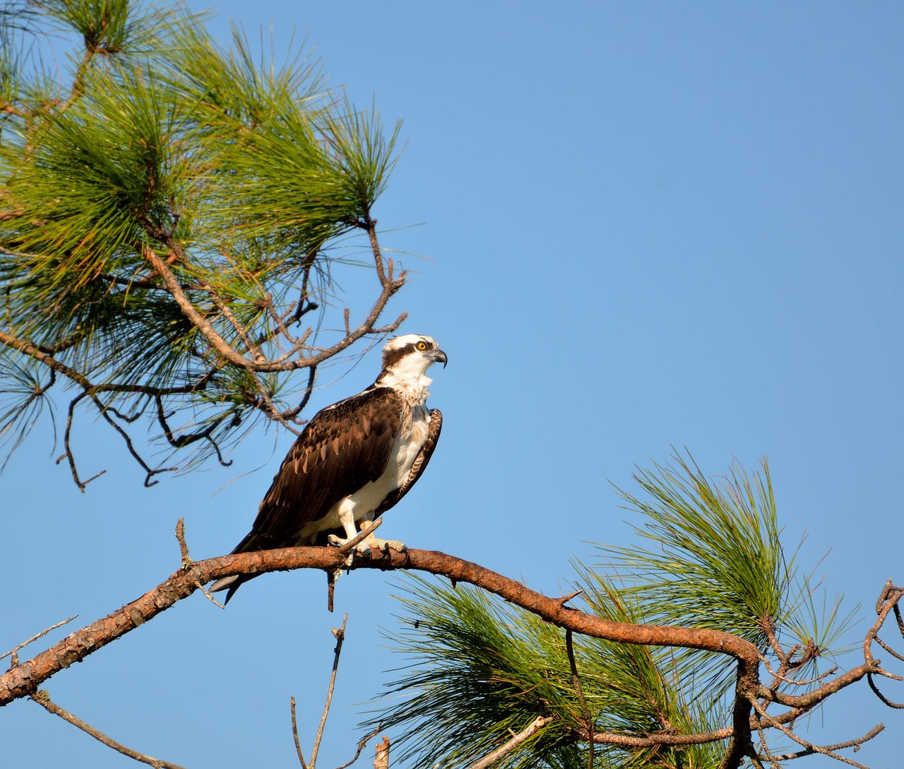 Image - osprey wildlife avian bird animal