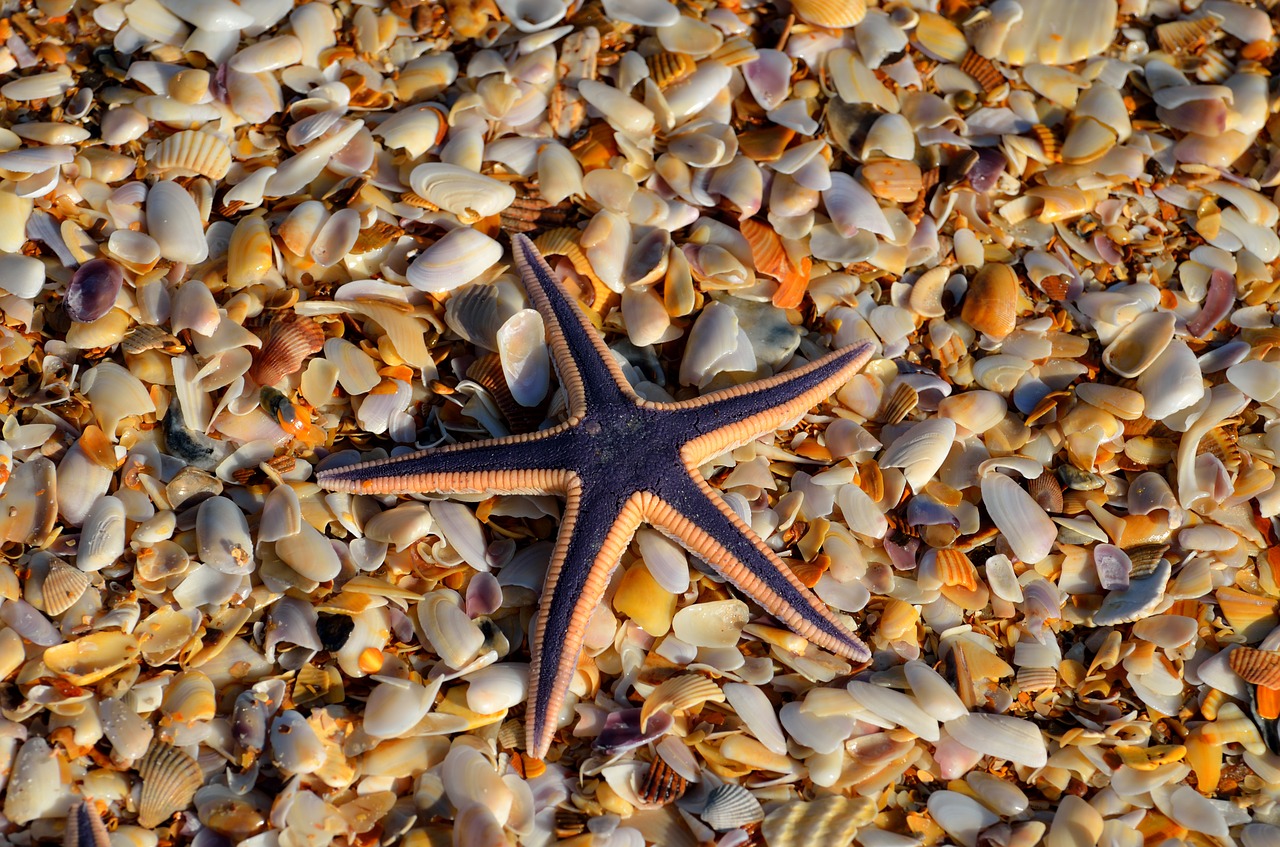 Image - starfish wildlife nature ocean