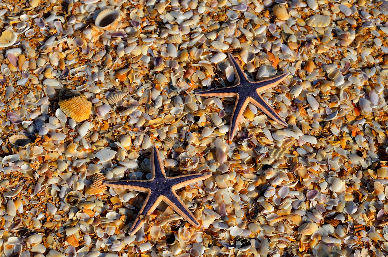 Image - starfish wildlife nature ocean