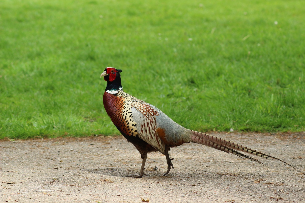 Image - pheasant bird national trust