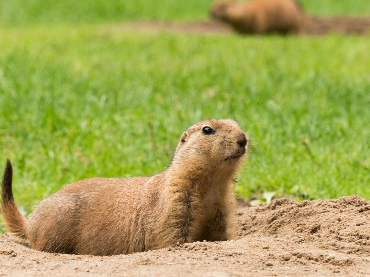 Image - marmot zoo rodent animal nature
