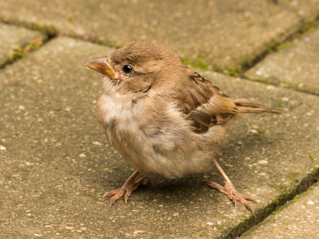 Image - sparrow cheeky sperling