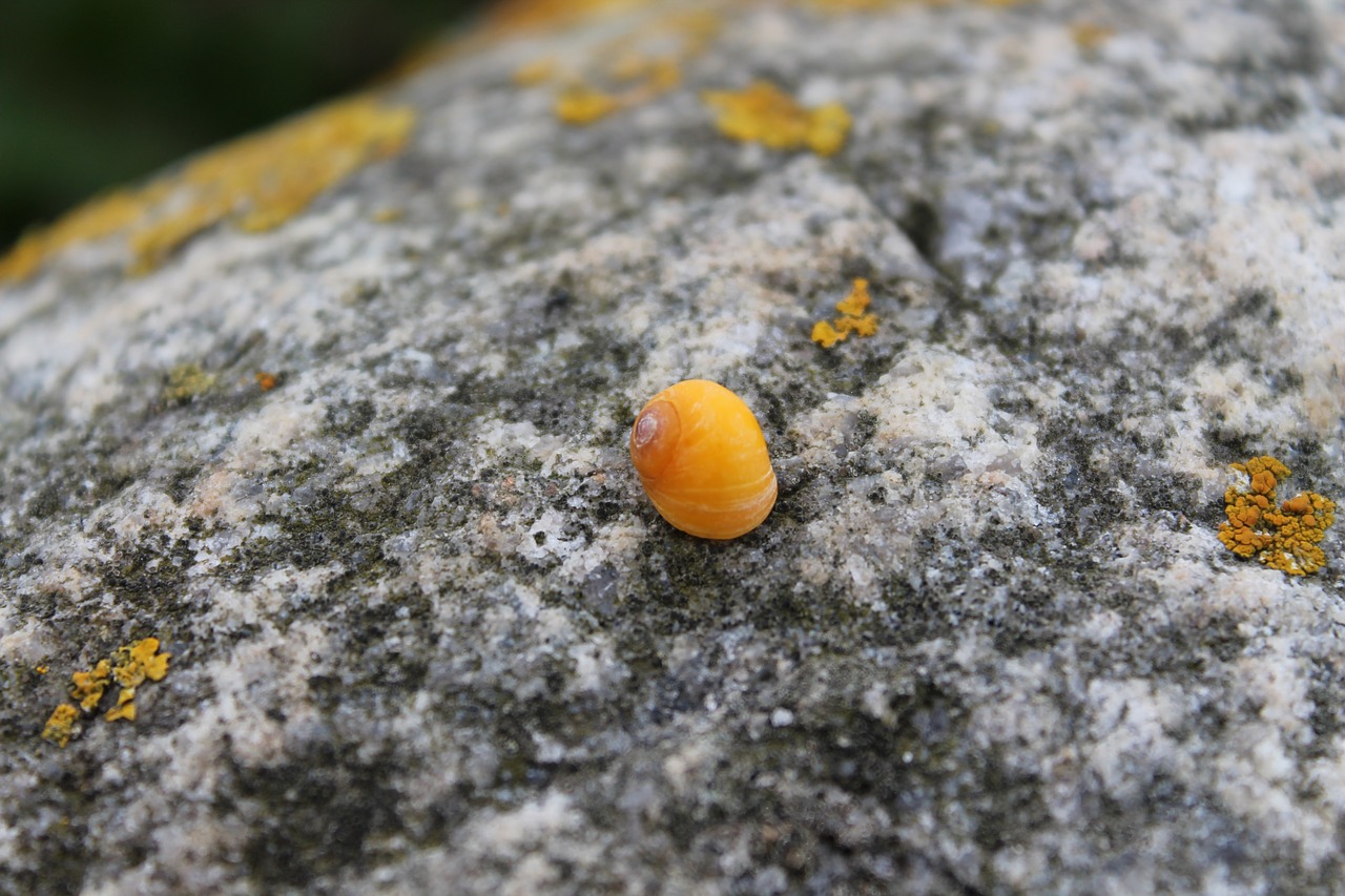 Image - snail yellow rock nature close