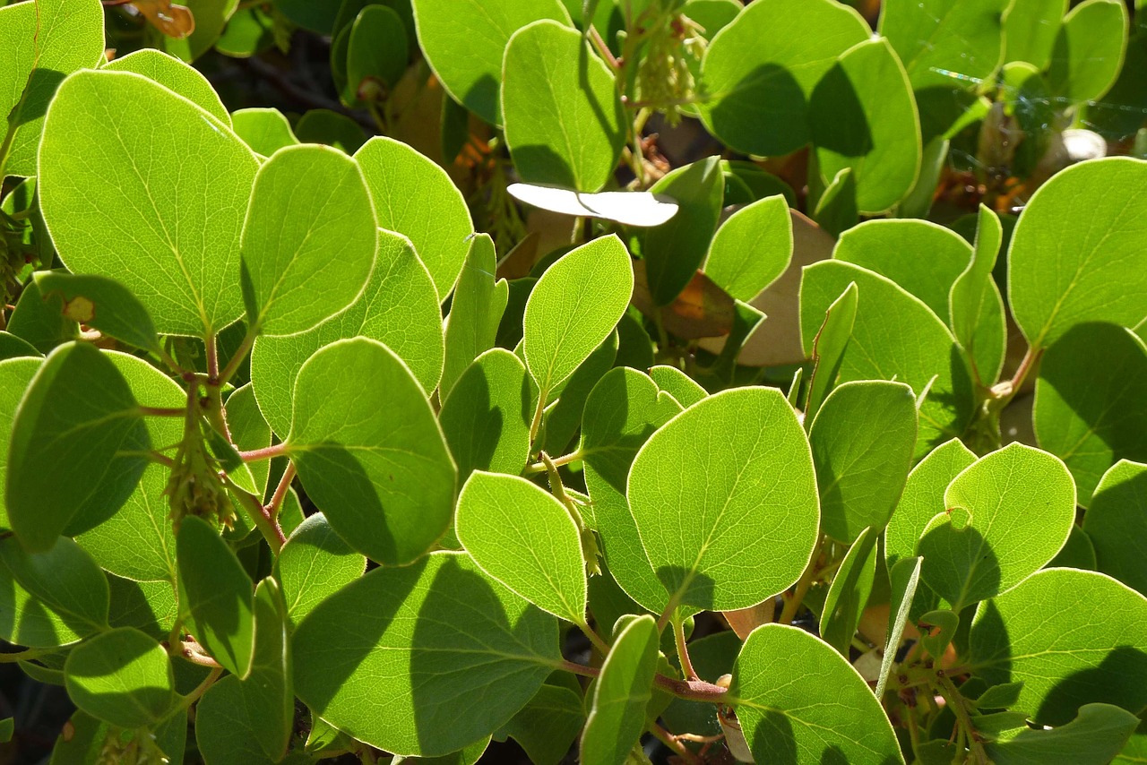 Image - manzanita leaves bright green leaves