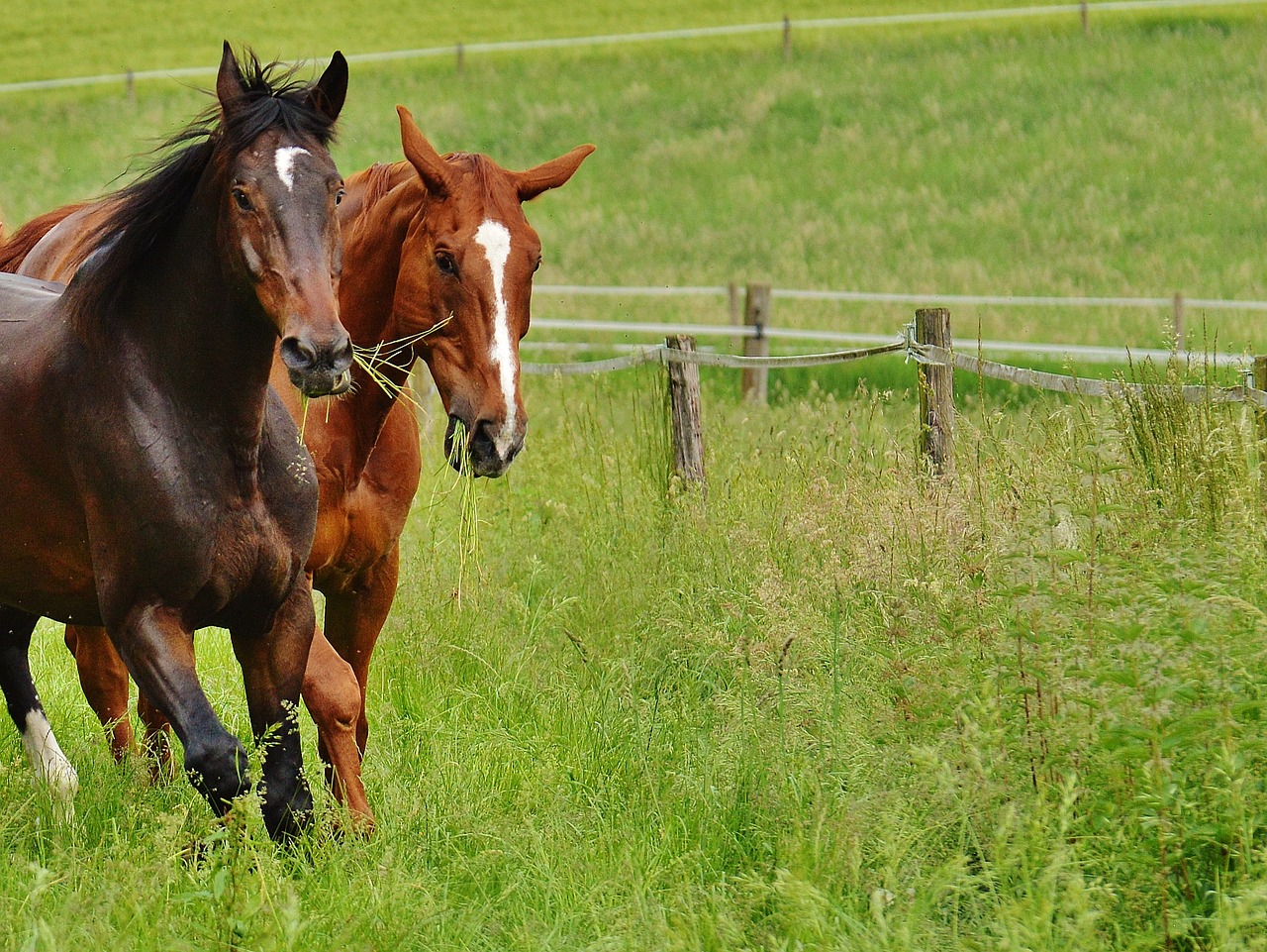 Image - horses for two coupling stallion