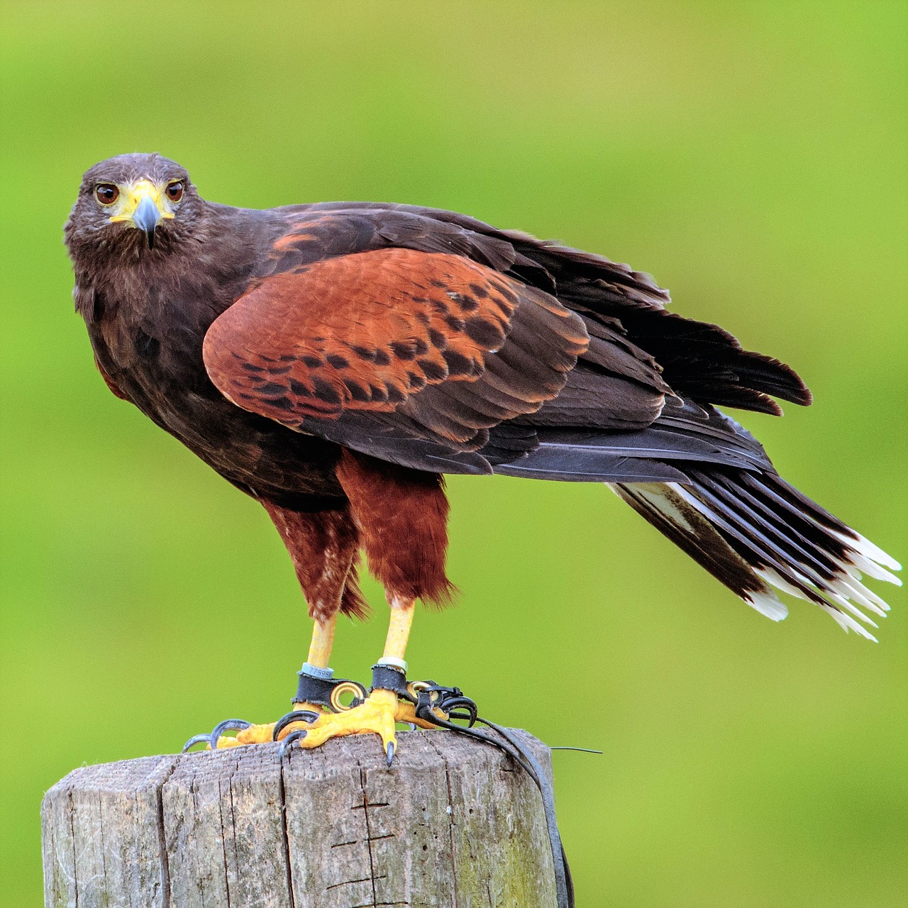 Image - harris hawk bird animal beak