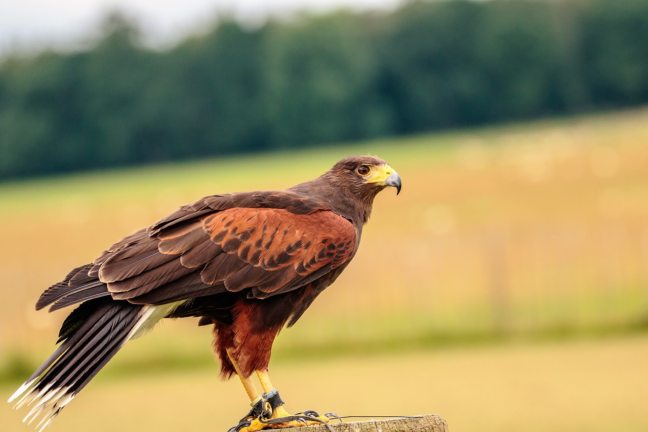 Image - harris hawk bird animal beak