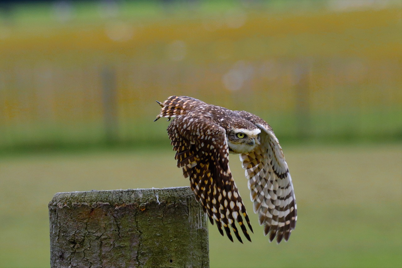 Image - burrowing owl small owl bird