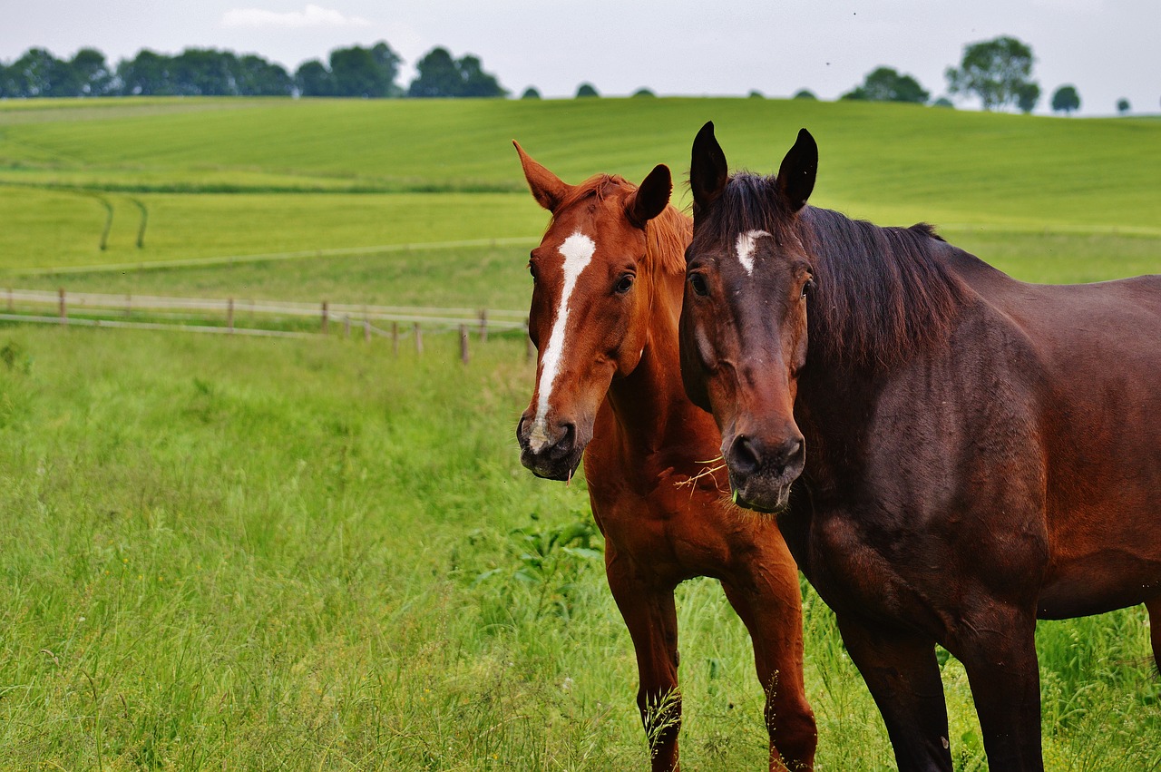 Image - horses for two coupling stallion