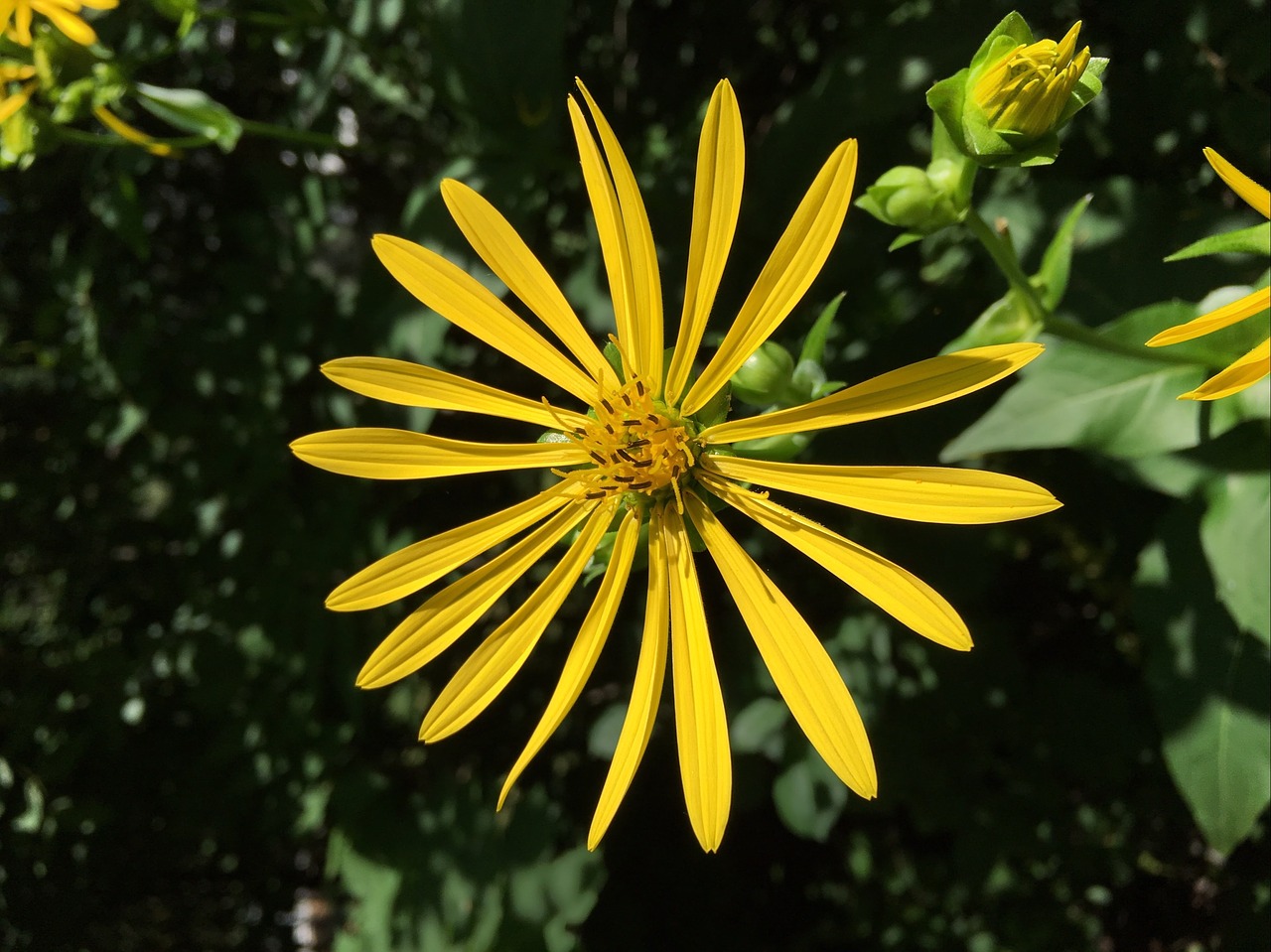 Image - flower bloom yellow wild on black