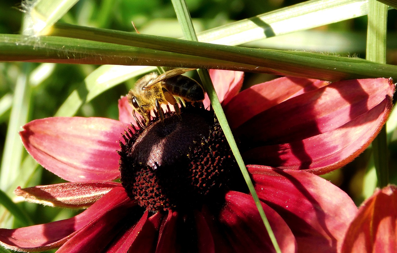 Image - bee collect nectar close insect