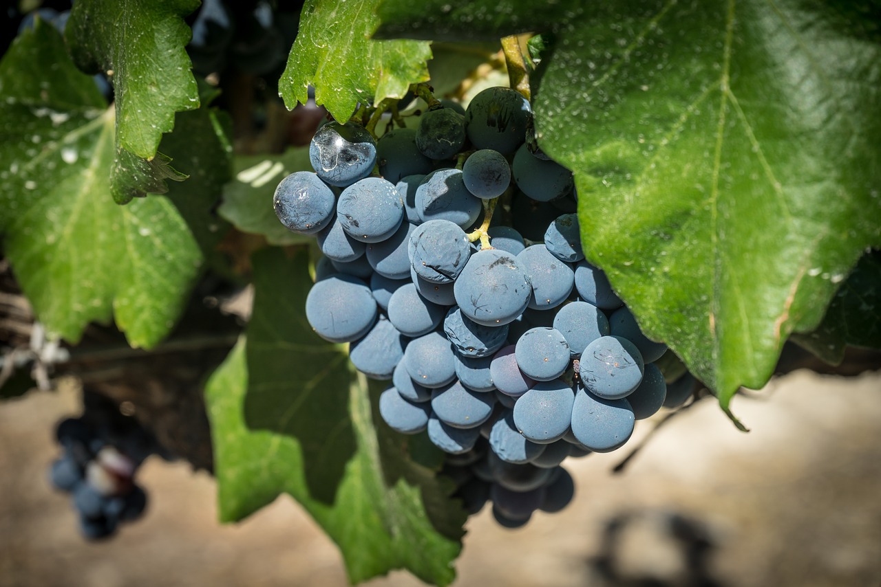 Image - grapes vine parra vineyard harvest