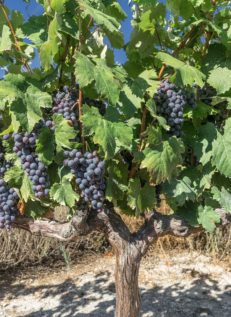 Image - grapes vine parra vineyard harvest