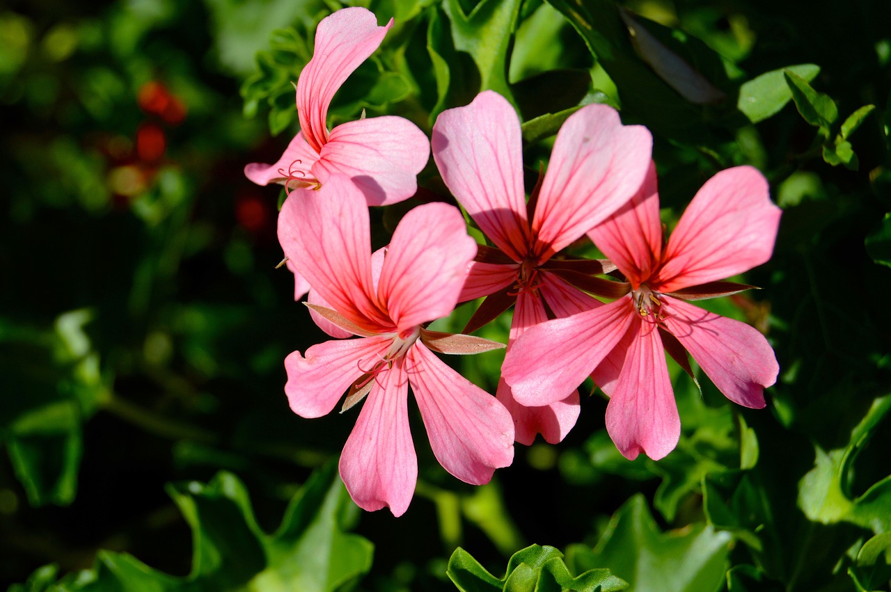 Image - floral flowers leaves forest walk