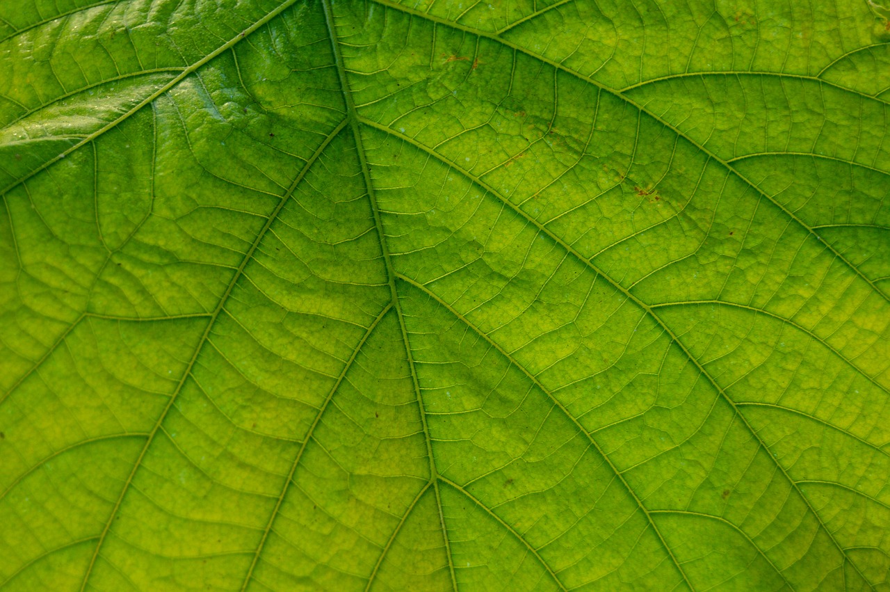 Image - leaf great nature large leaves