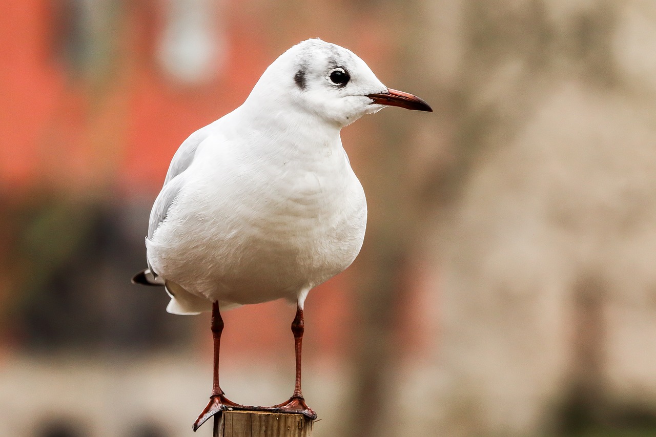 Image - seagull bird ave wings animals