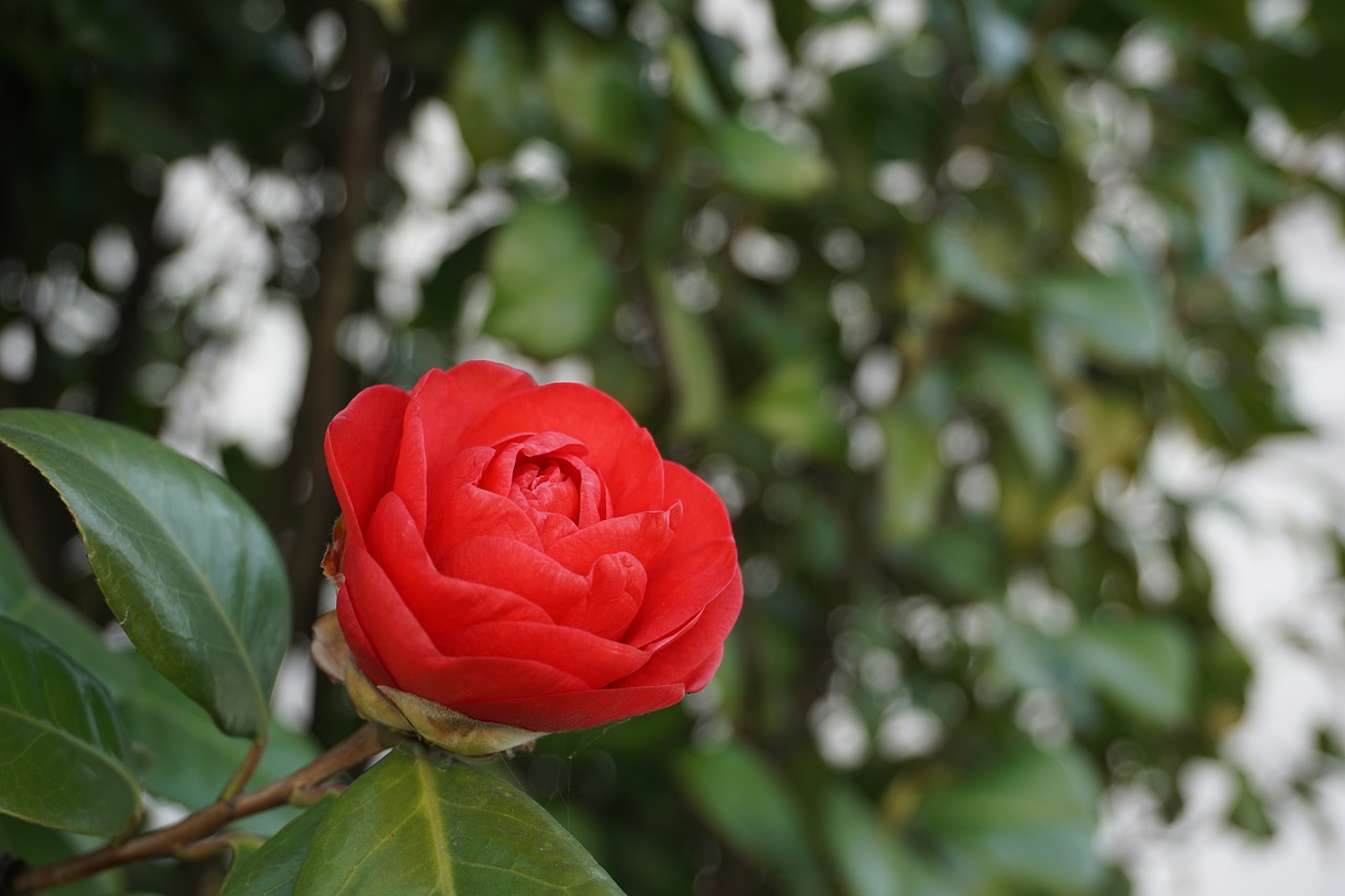 Image - camellia flower tea plant