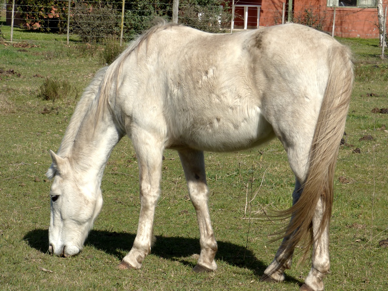 Image - equine dapple eating animal