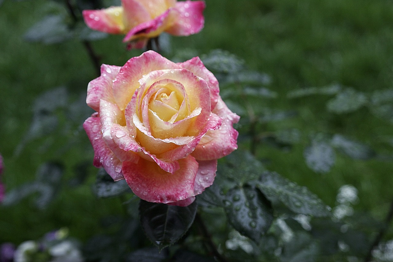 Image - flower rose yellow pink colorful