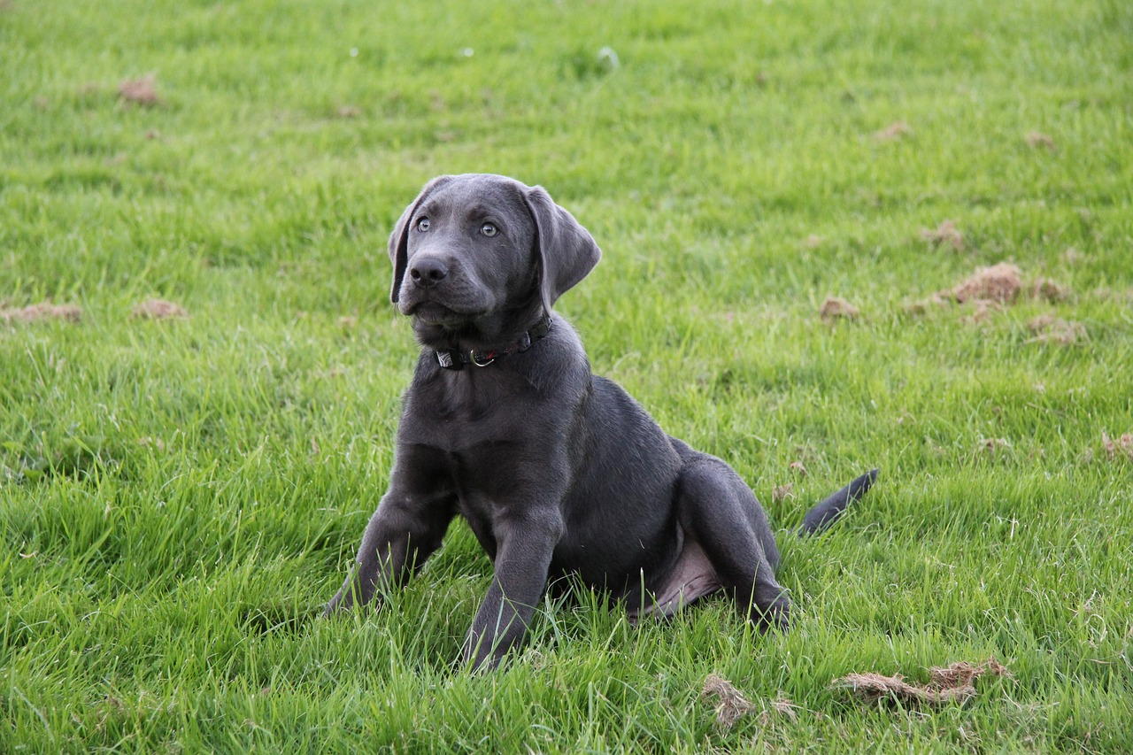 Image - puppy dog labrador adorable pet