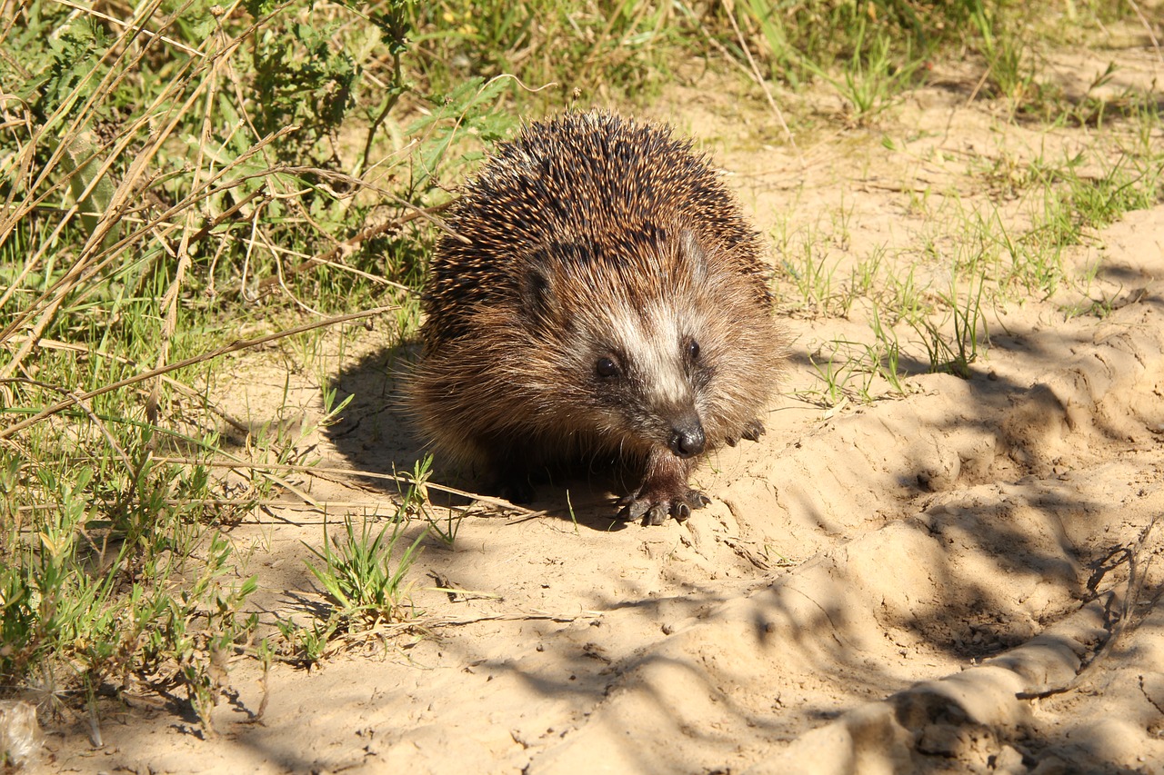 Image - hedgehog animal wild wild animals