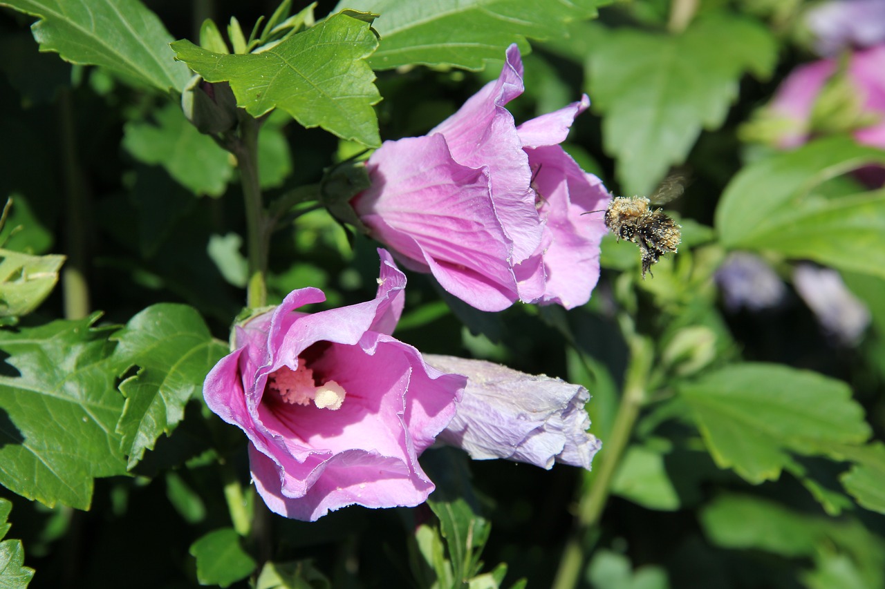 Image - bumblebee flying insect flora eco