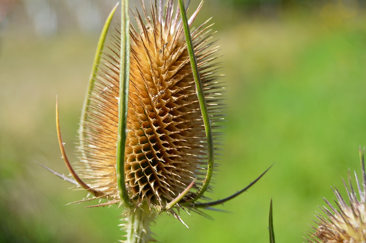 Image - thistle dry head wild thistle