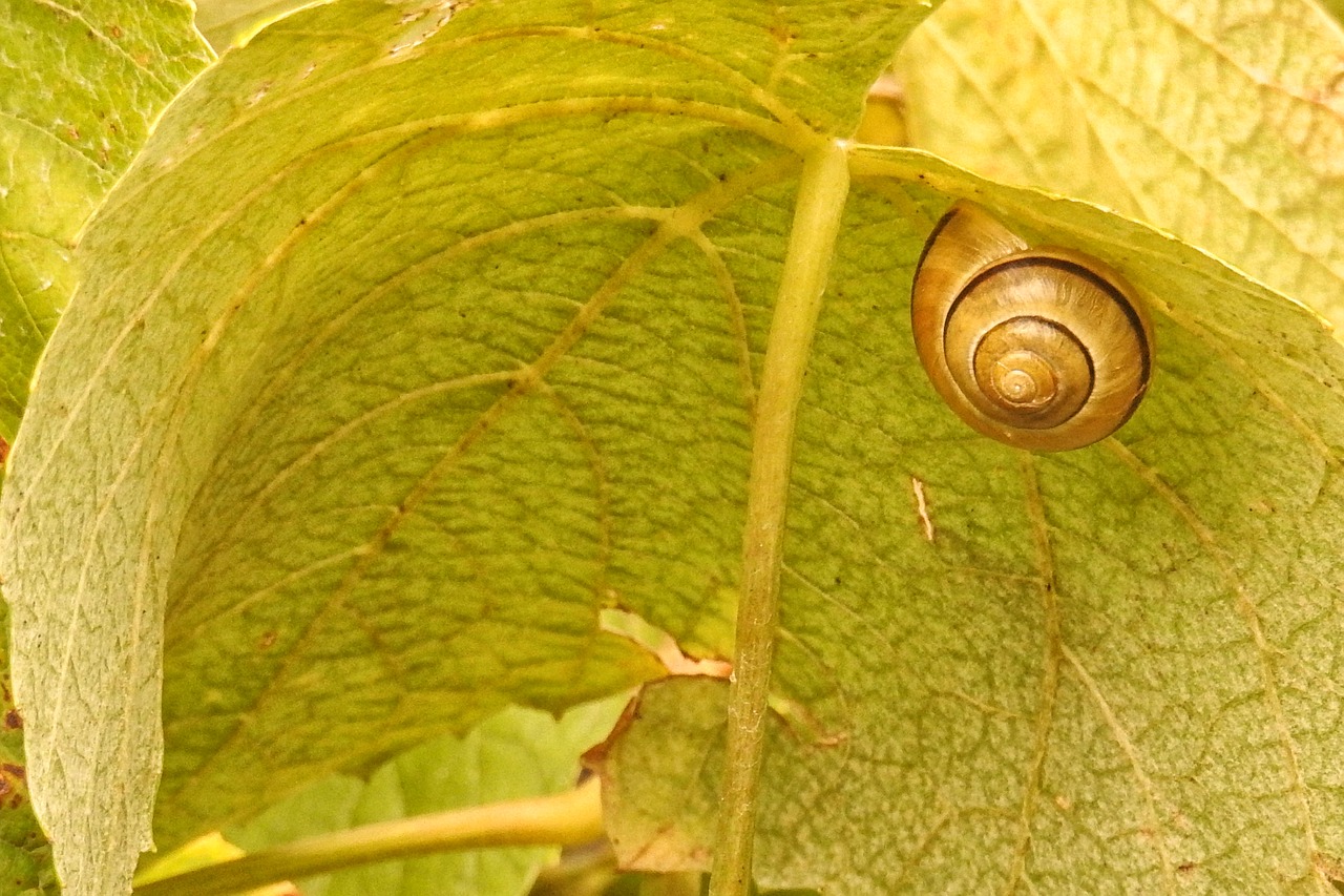 Image - wine leaf leaf shell