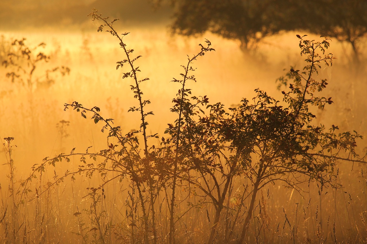 Image - landscape fog morning sun sunrise