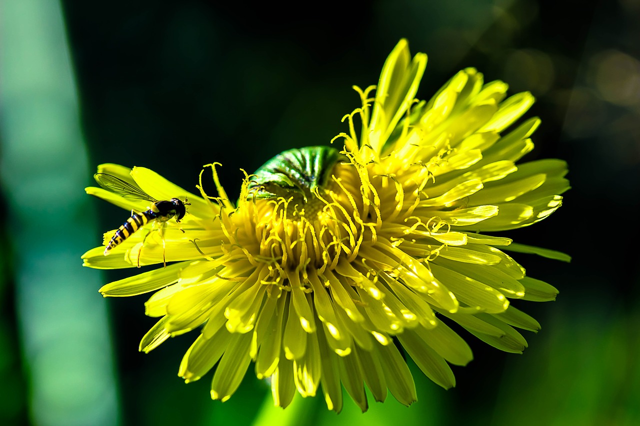 Image - dandelion common dandelion flower