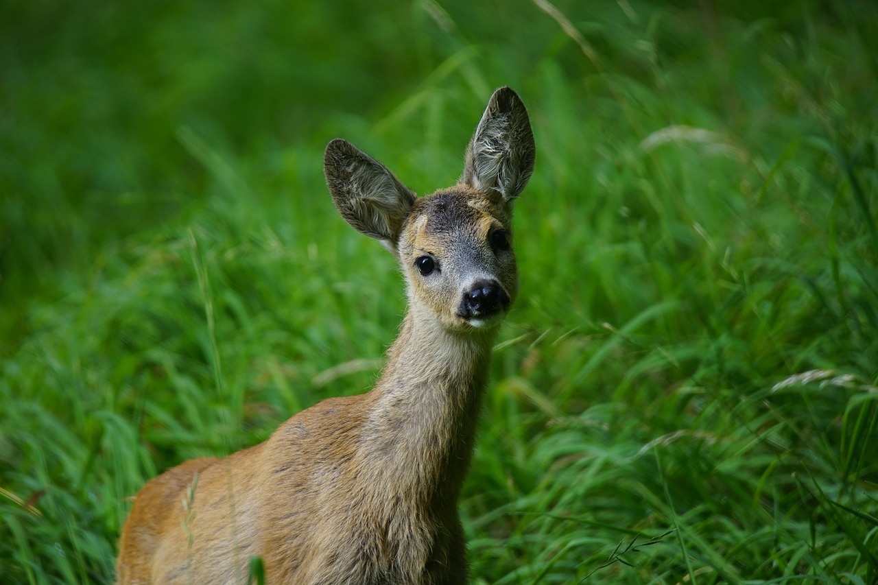 Image - roe nature park animals