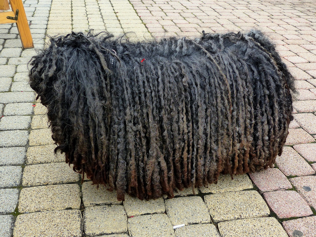 Image - dog rasta braids shaggy mop stool