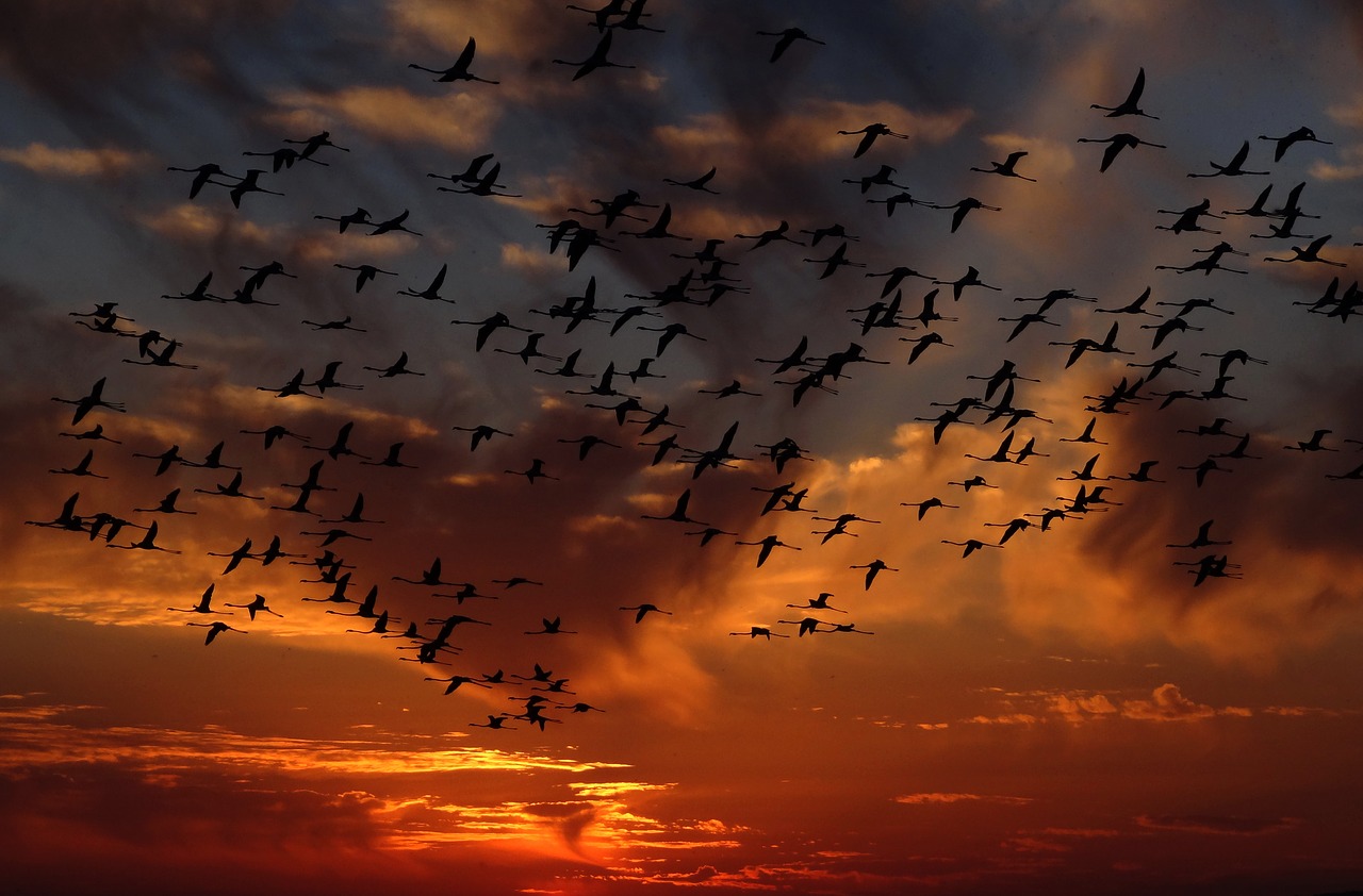 Image - flamingos swarm birds nature