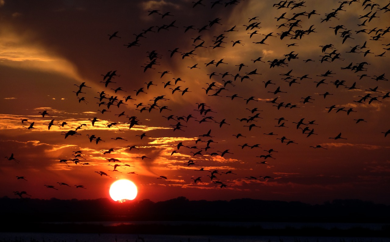 Image - flamingos swarm birds sunset