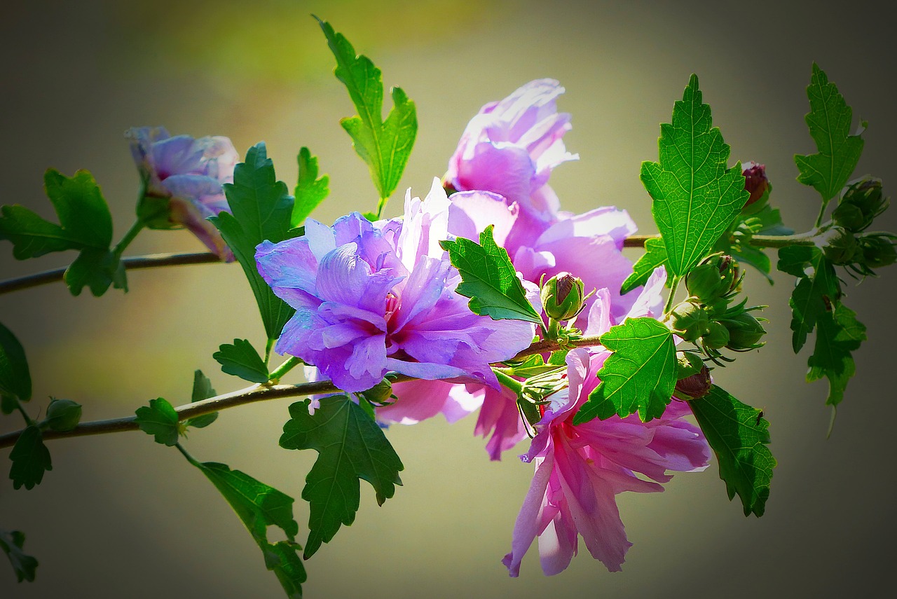 Image - hibiscus blossom bloom purple