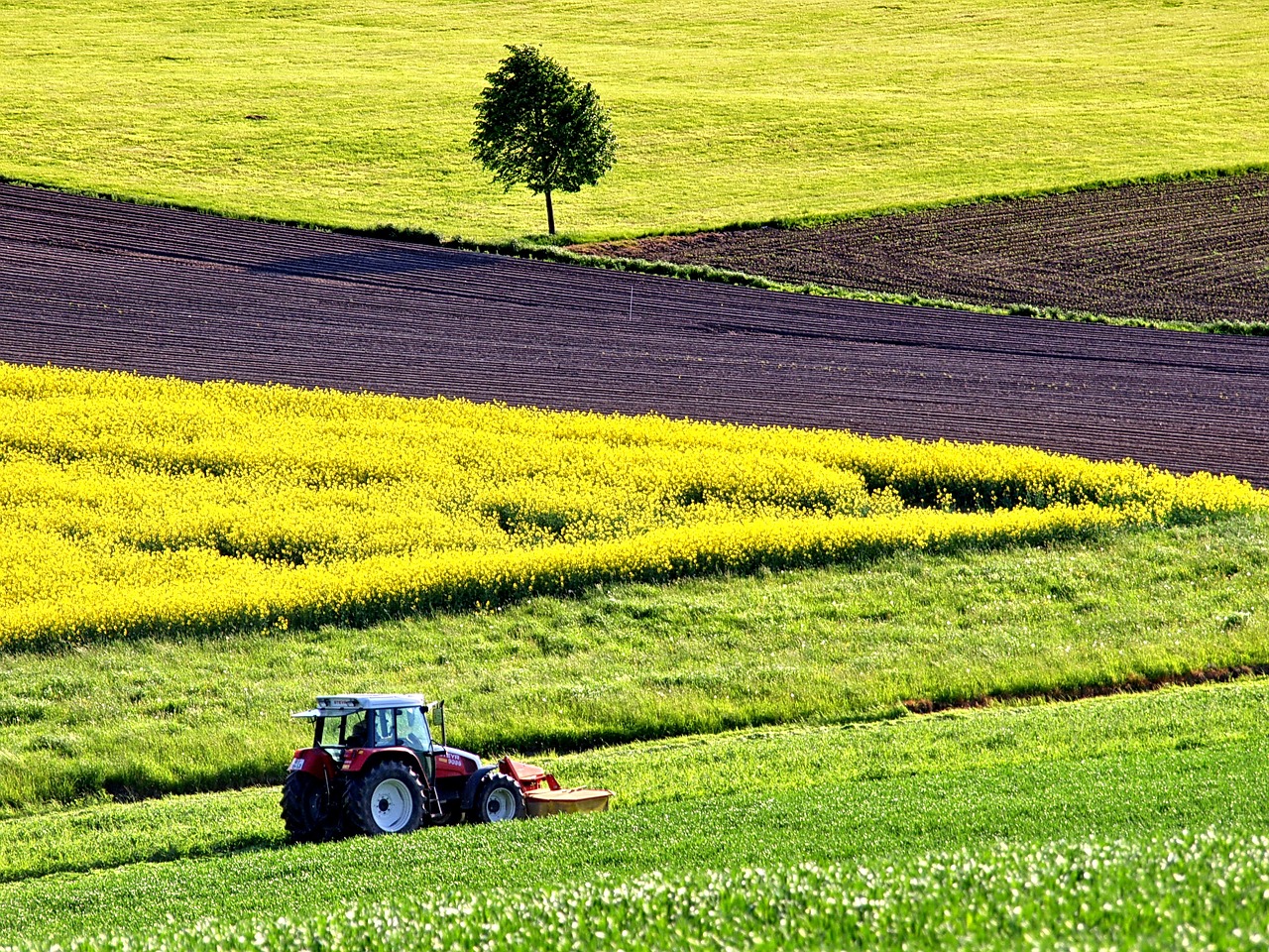 Image - agriculture field of rapeseeds field