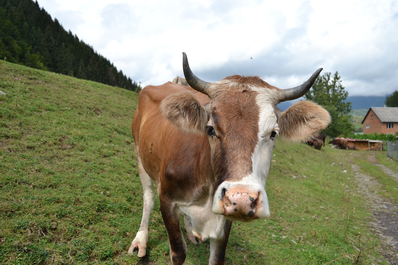 Image - cow mountains the carpathians