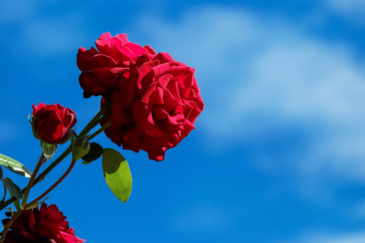 Image - rose flower blossom bloom flowers
