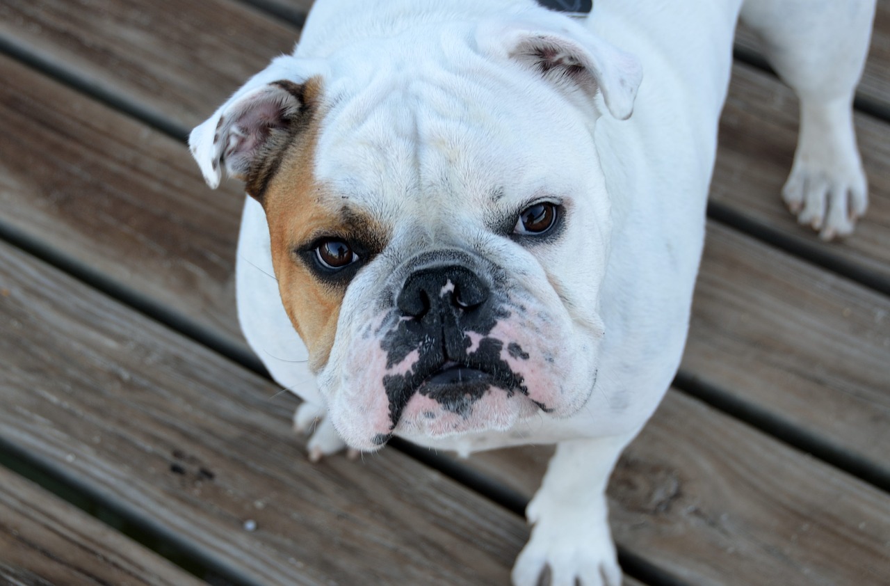 Image - bulldog dog pet breed pedigree