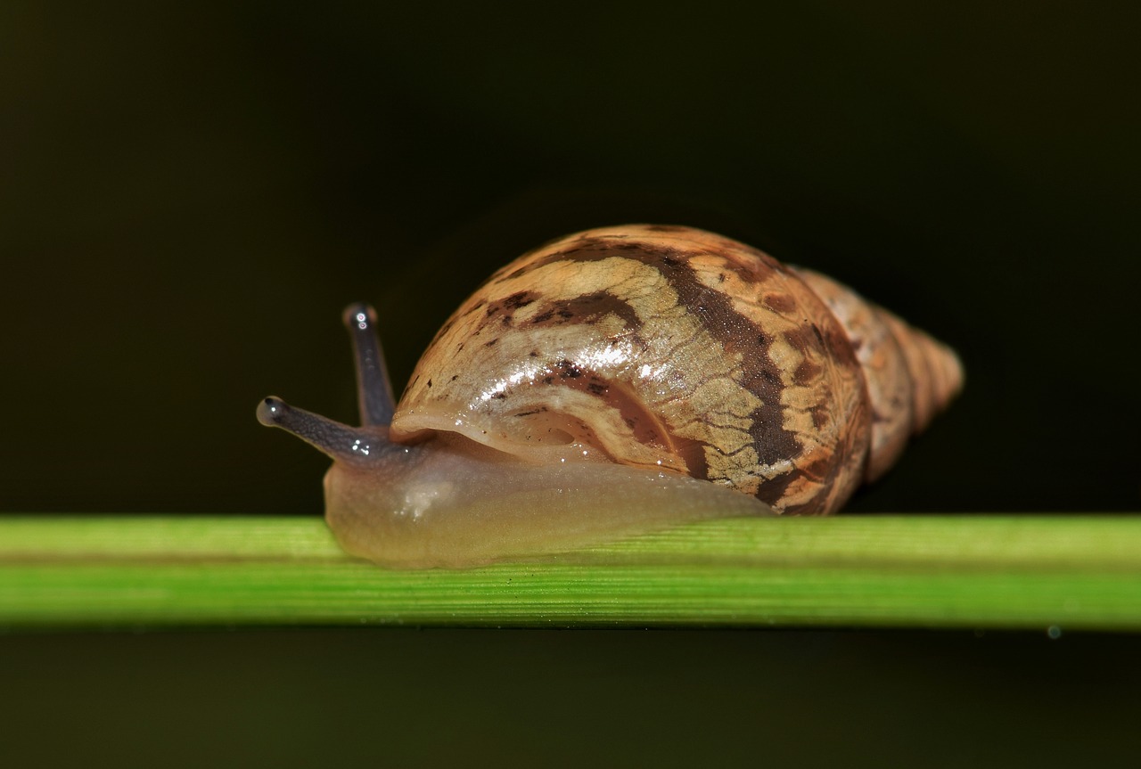 Image - shell snail mollusk land snail