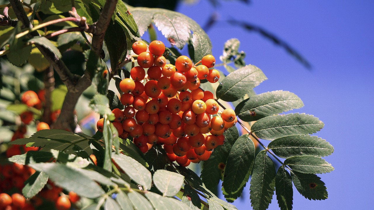 Image - berries wild spring nature garden