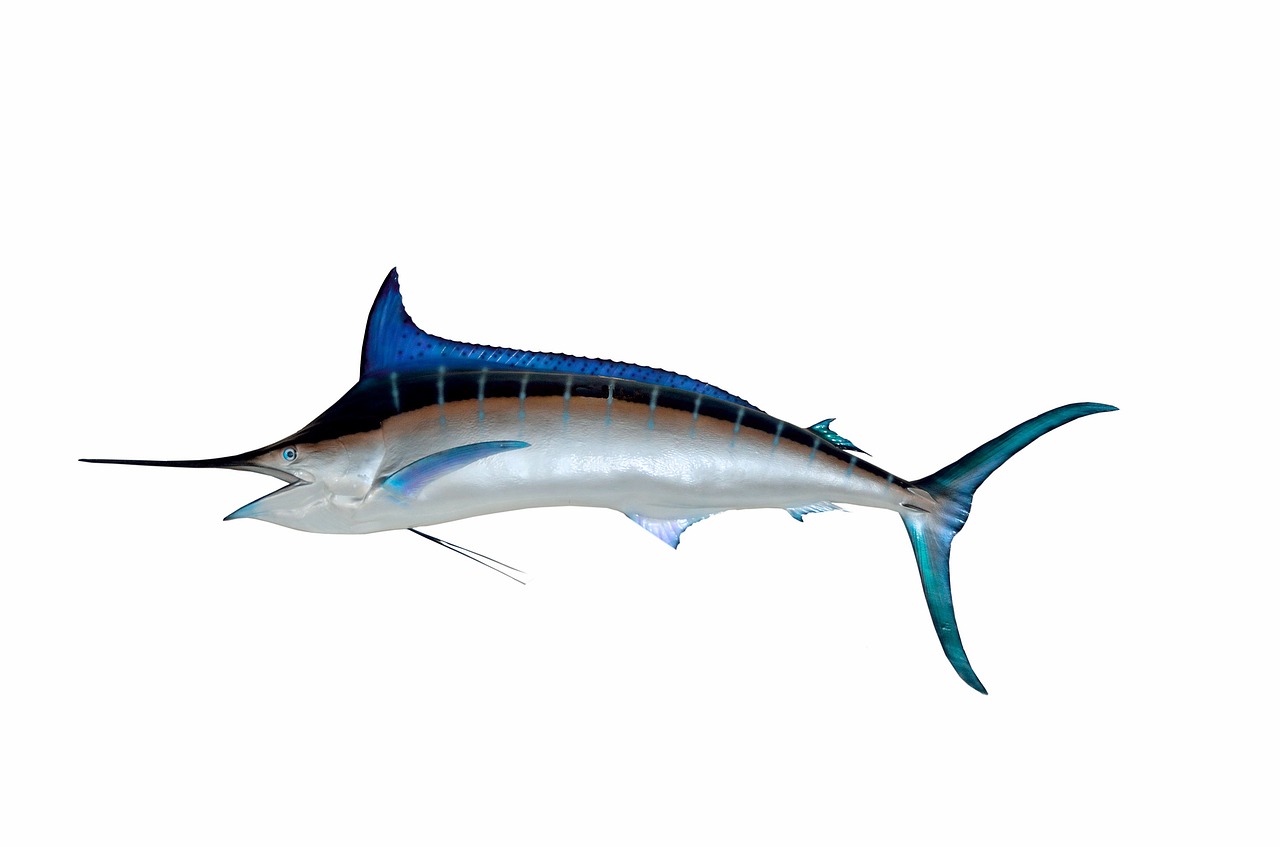 Image - blue marlin fish taxidermy mounted