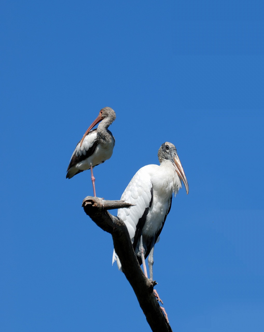 Image - wood stork ibis birds avian